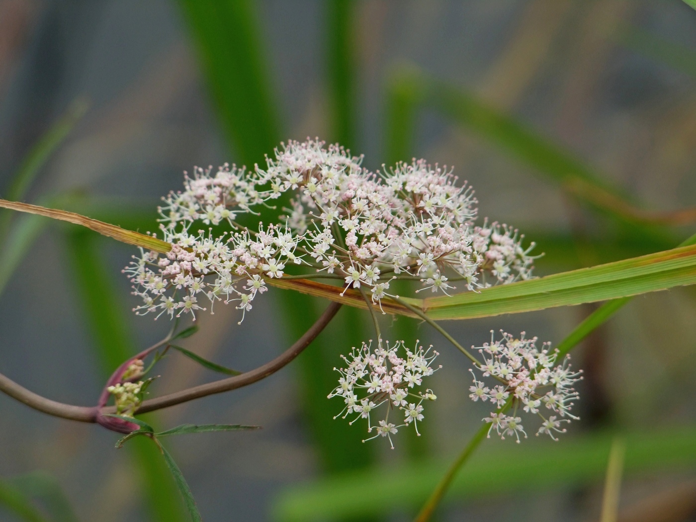 Image of Cicuta virosa specimen.