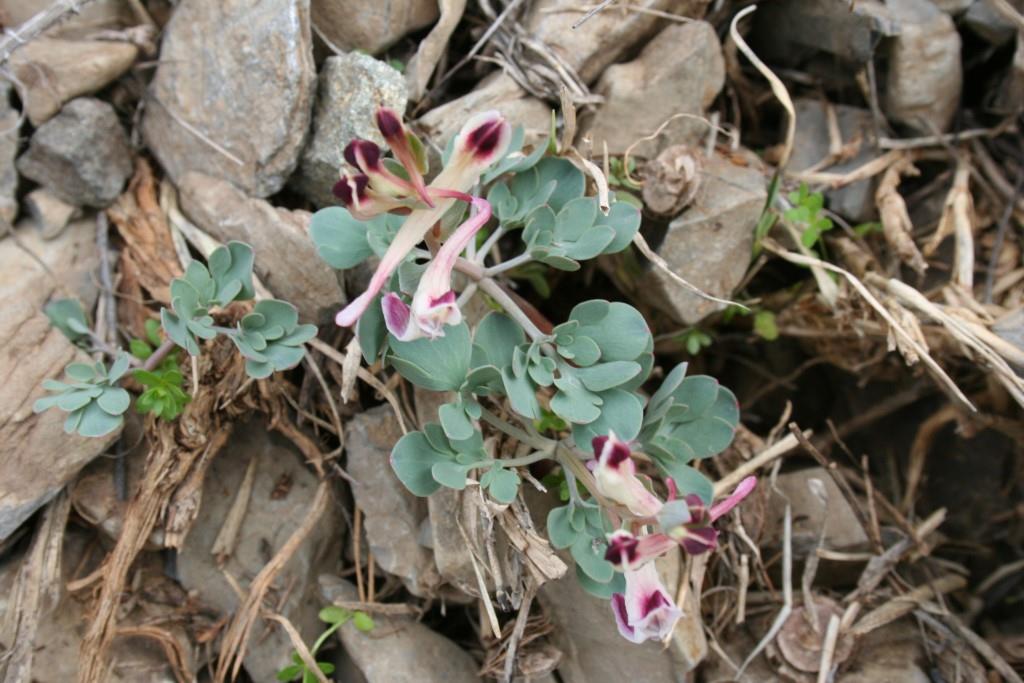 Image of Corydalis persica specimen.