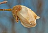 Magnolia × loebneri. Распускающийся цветок. Молдова, Кишинев, Ботанический сад АН Молдовы. 11.04.2015.