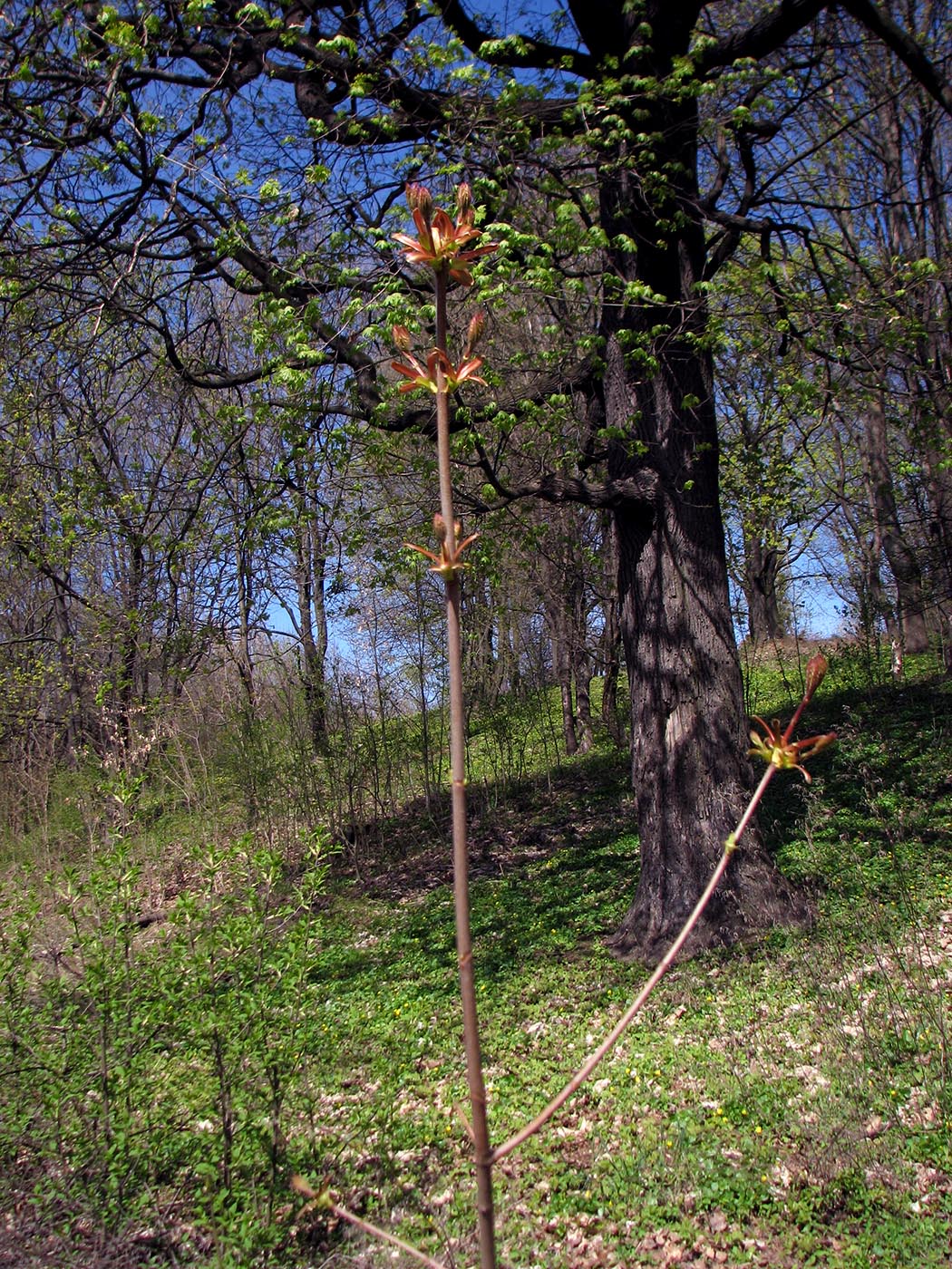 Image of Acer platanoides specimen.