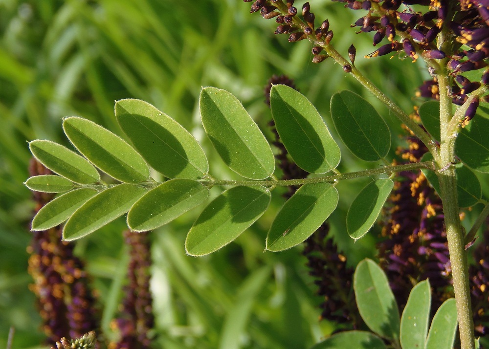 Изображение особи Amorpha fruticosa.