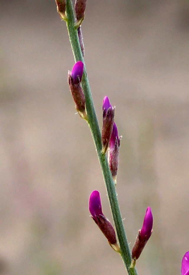 Image of Astragalus unifoliolatus specimen.