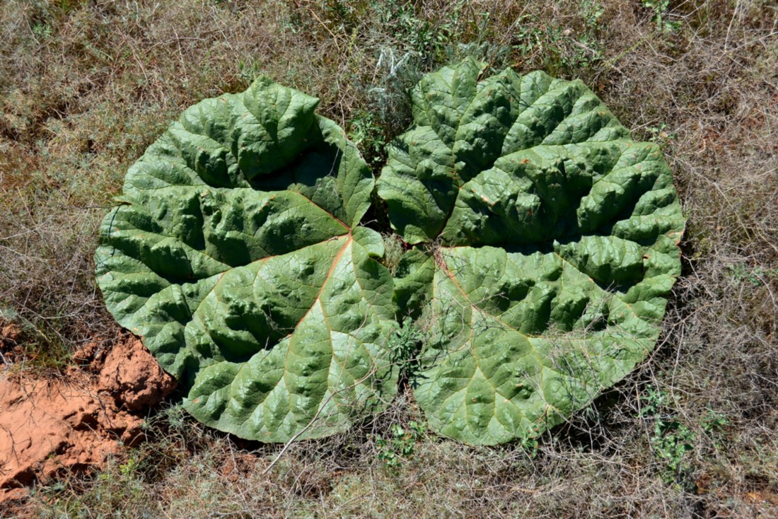 Изображение особи Rheum tataricum.