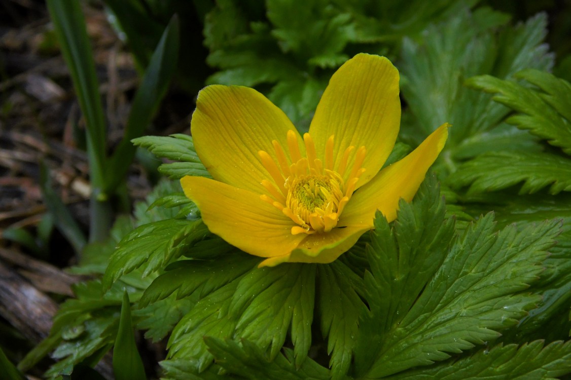 Изображение особи Trollius ranunculinus.