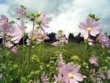 Malva thuringiaca