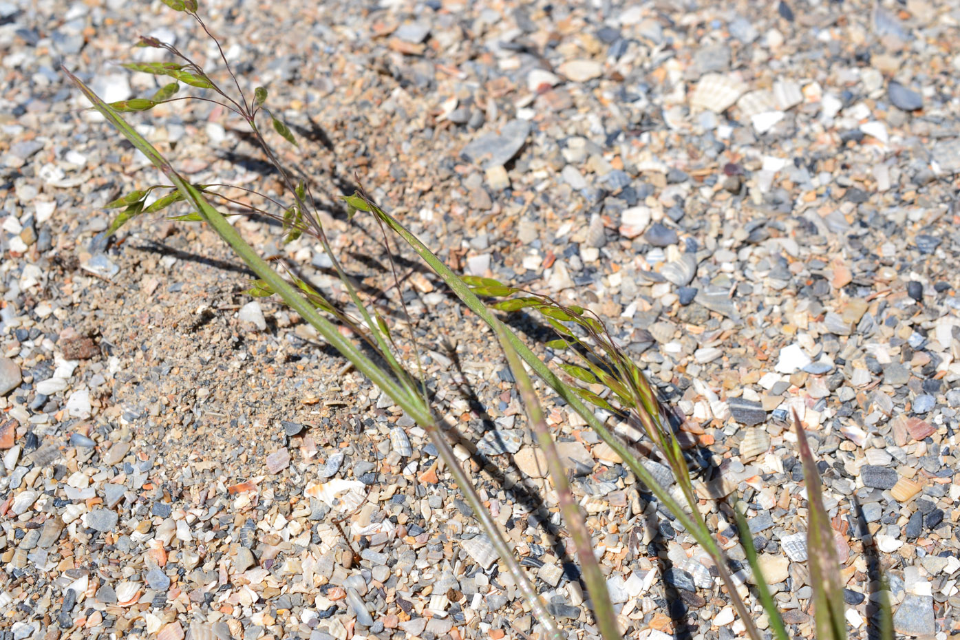 Изображение особи семейство Poaceae.