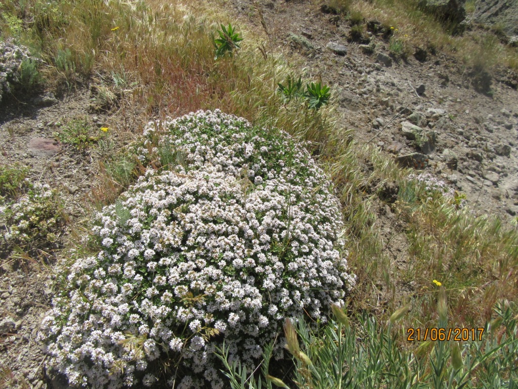 Изображение особи Thymus armeniacus.