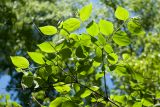 Philadelphus pubescens. Ветвь с бутонами. Петербург, ботанический сад БИН РАН, в культуре. 07.06.2017.