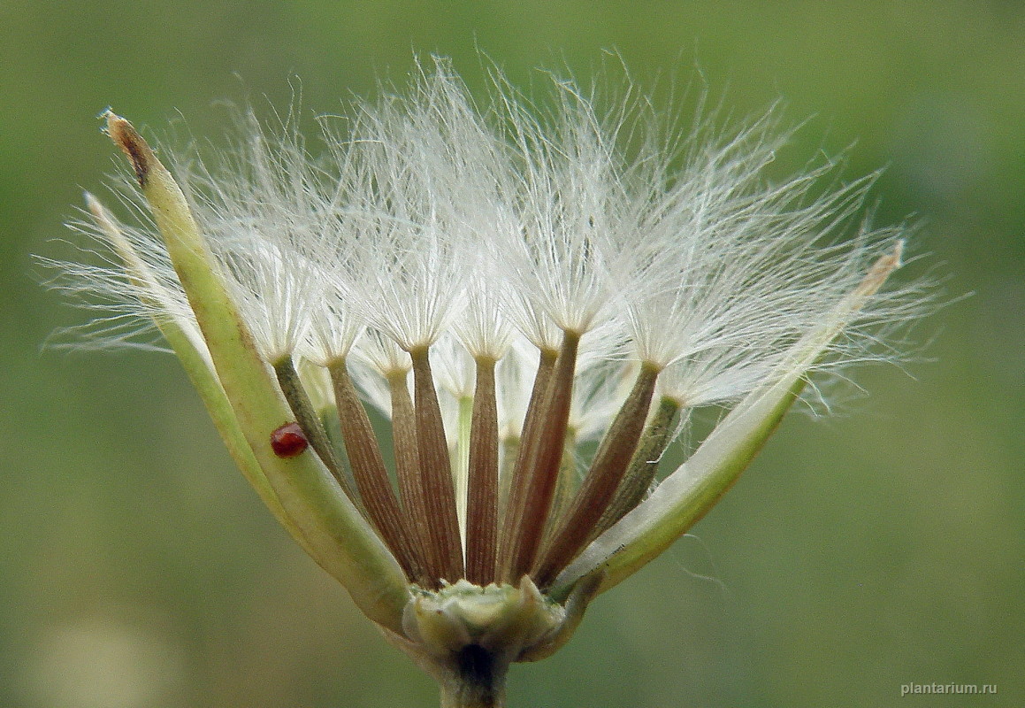 Image of Crepis pulchra specimen.