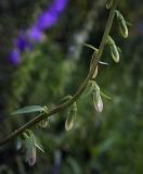 Campanula rapunculoides. Средняя часть побега с бутонами. Пермский край, г. Пермь, Кировский р-н, травянистый газон у административного здания. 14.07.2017.