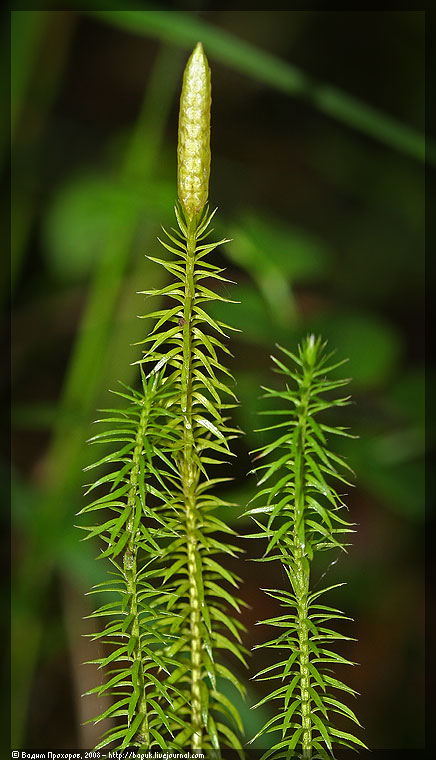 Изображение особи Lycopodium annotinum.