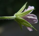 Geranium sibiricum