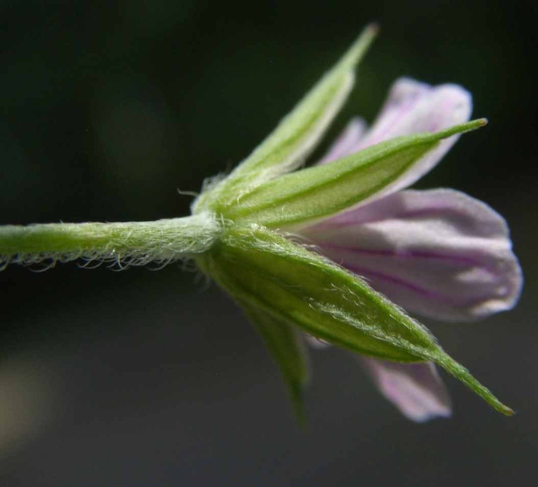 Image of Geranium sibiricum specimen.