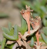 Ruschia lineolata