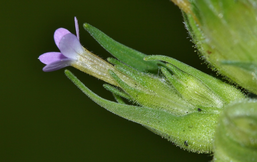 Изображение особи Collomia linearis.