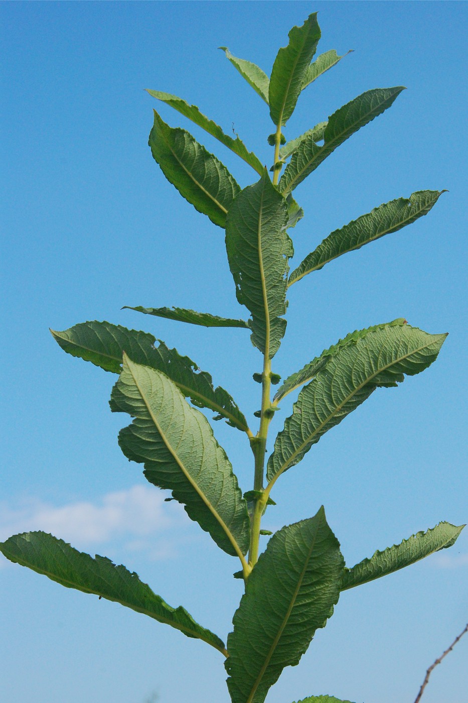 Изображение особи Salix cinerea.
