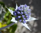 Eryngium maritimum. Соцветие и присоцветные листья. Испания, национальный парк \"Атлантические острова Галисии\", архипелаг Cies, о-ов Monteagudo, песчаная дюна. Июль.