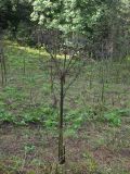 Heracleum mantegazzianum