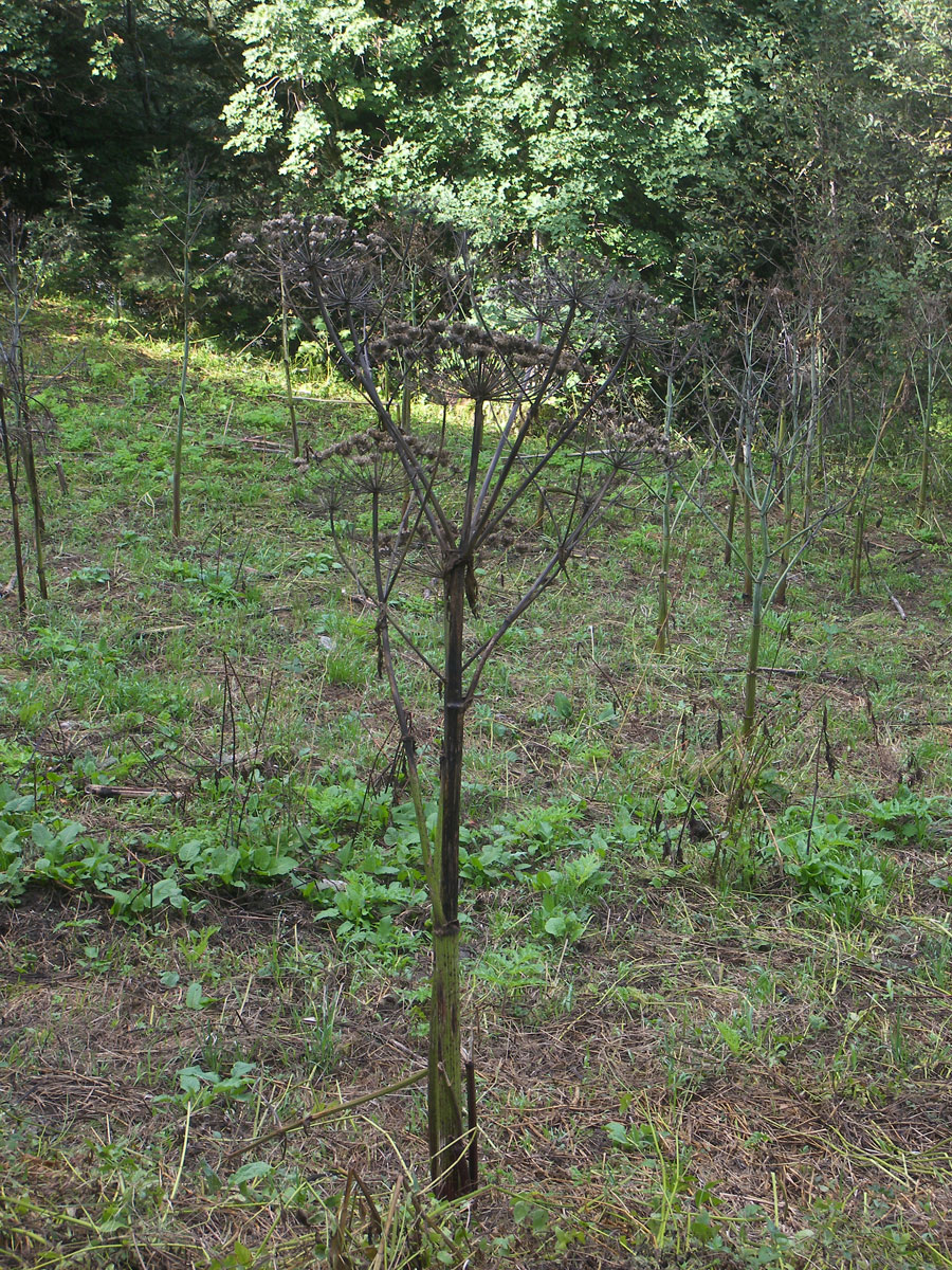 Image of Heracleum mantegazzianum specimen.