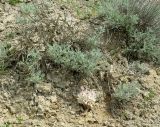 Cistanche fissa. Цветущее растение с растением-хозяином (Artemisia sp.) на загипсованной почве пустыни в нижнем поясе. Азербайджан, Евлахский р-н, хребет Ахарбахар. 18.04.2010.