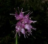 Allium nebularum. Соцветие в пик цветения. Красноярский край, Шушенский р-н, национальный парк \"Шушенский Бор\", Западный Саян, хребет Борус, урочище \"Пелехова\", субальпийский низкотравный луг среди курумника рядом со скалой. 24.07.2015.