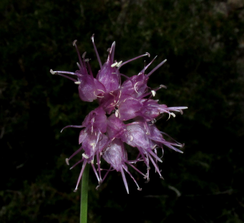 Изображение особи Allium nebularum.