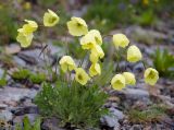 Papaver pseudocanescens