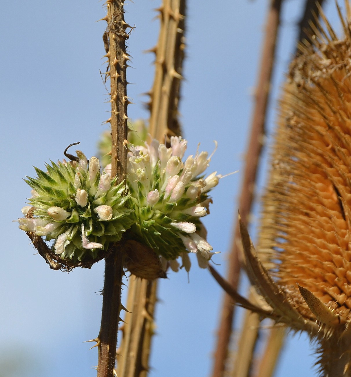 Изображение особи Dipsacus laciniatus.