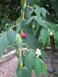 Muntingia calabura