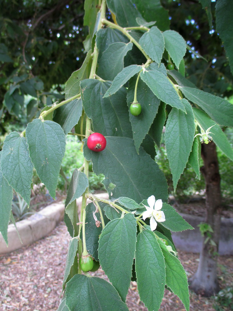 Image of Muntingia calabura specimen.