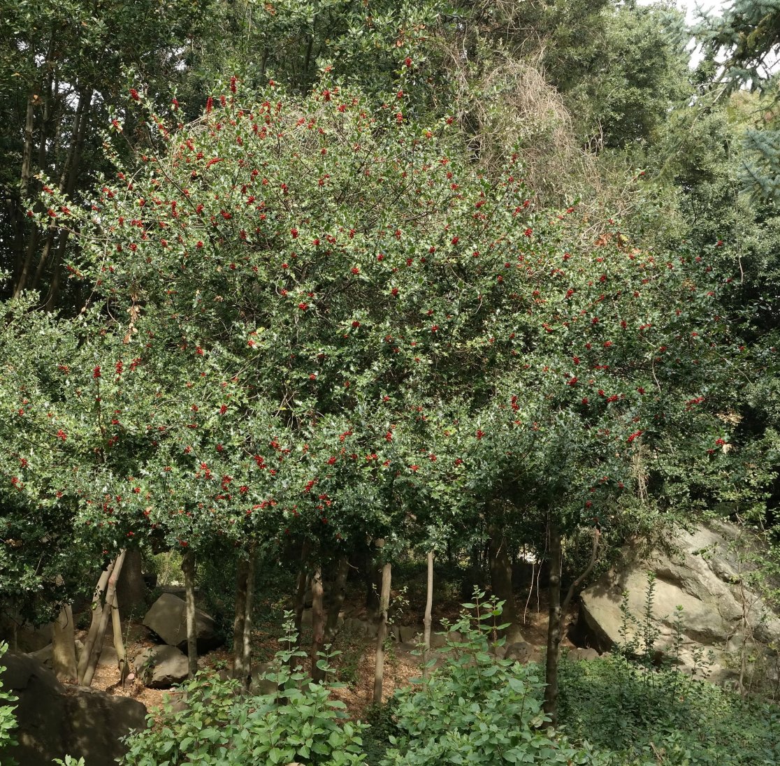 Image of Ilex aquifolium specimen.