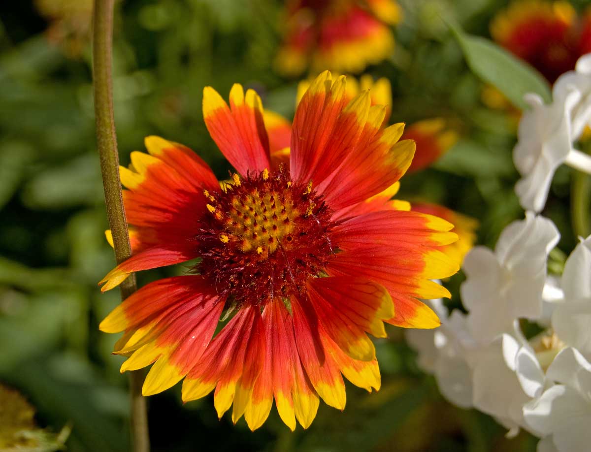 Изображение особи Gaillardia aristata.