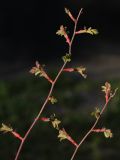 Rosa glauca