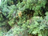 Cupressus sempervirens