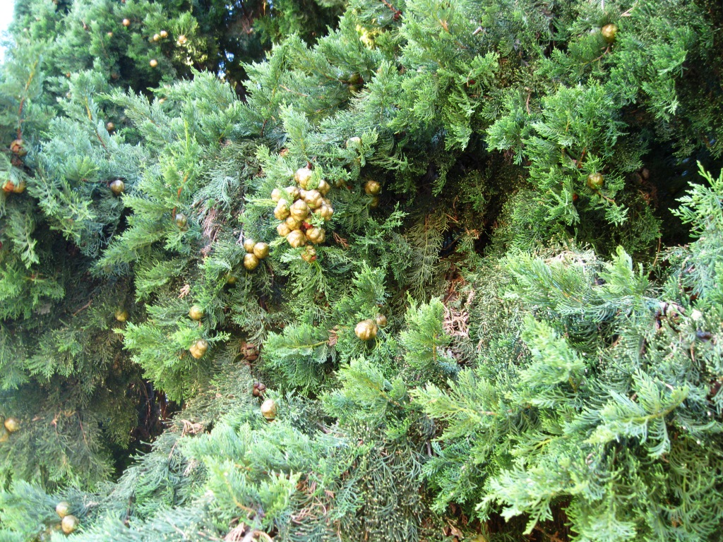 Image of Cupressus sempervirens specimen.