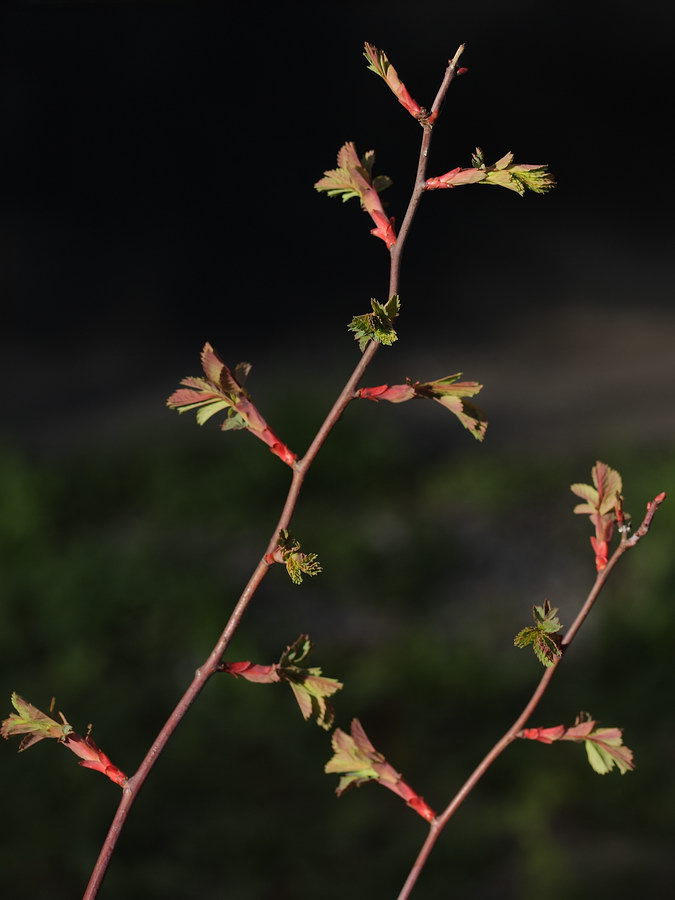 Изображение особи Rosa glauca.