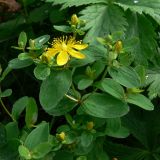 Hypericum maculatum. Верхушка растения с бутонами и цветком. Североуральский городской округ, окр. пос. Крутой Лог, бывшая дер. Высотинка, берег р. Вагран, разнотравная поляна. 29.07.2017.