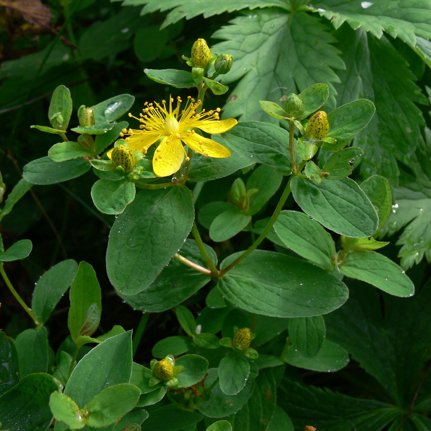 Изображение особи Hypericum maculatum.