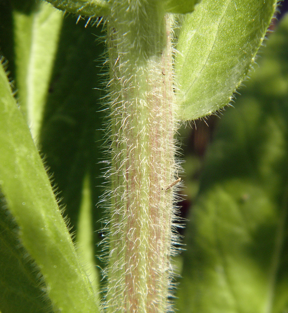 Image of Campanula macrostachya specimen.