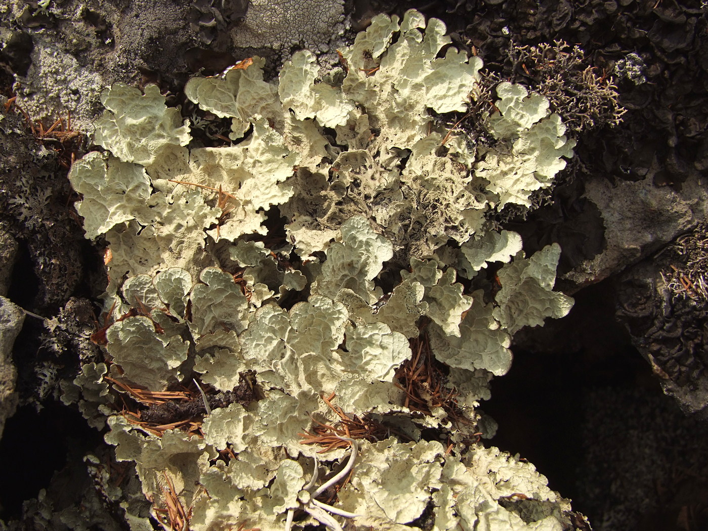 Image of Asahinea chrysantha specimen.