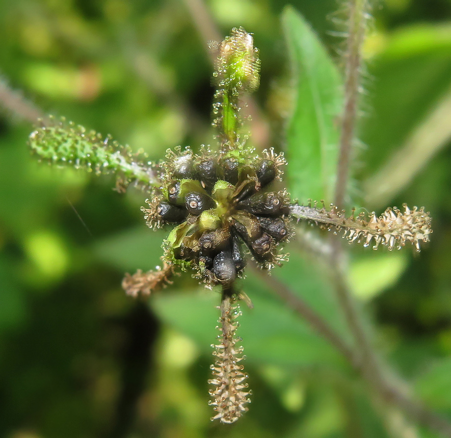 Image of Sigesbeckia orientalis specimen.