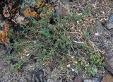Salsola abrotanoides. Расцветающее растение. Монголия, аймак Баян-Улгий, берег оз. Дунд-Нуур, ≈ 2100 м н.у.м., каменистый сухой склон. 12.06.2017.