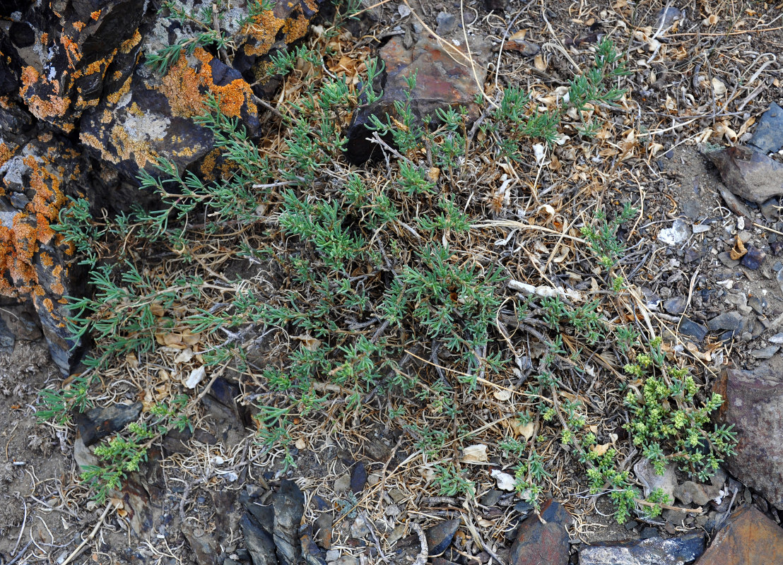 Изображение особи Salsola abrotanoides.