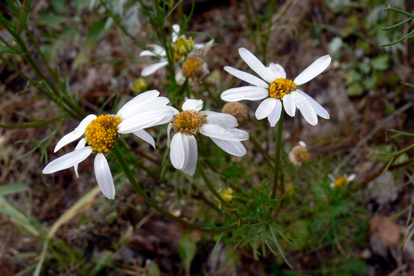 Изображение особи Tripleurospermum inodorum.