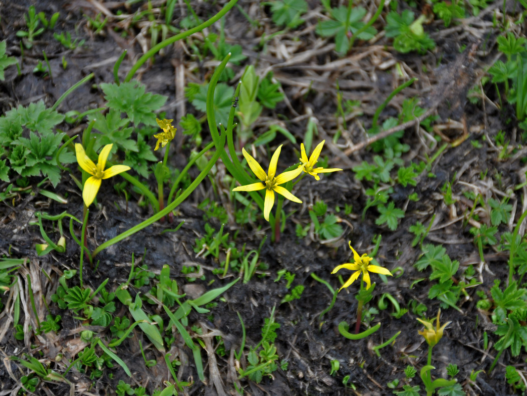 Image of genus Gagea specimen.