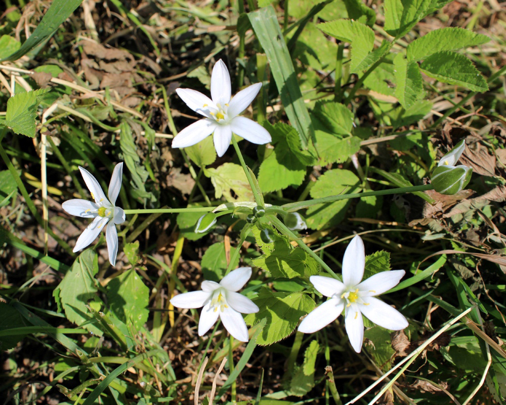 Image of Ornithogalum umbellatum specimen.