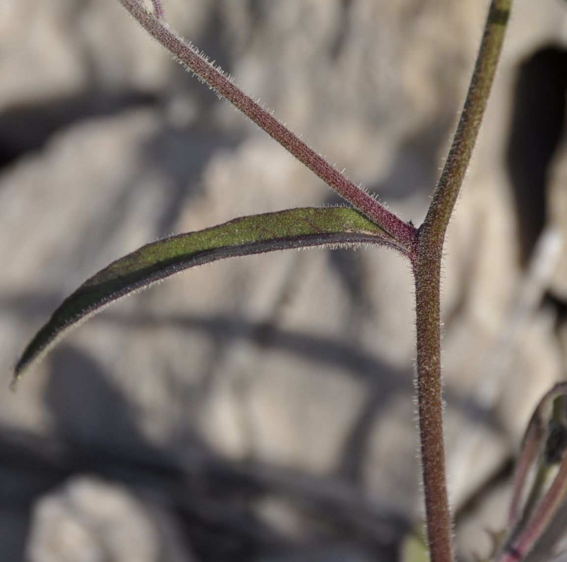 Image of Picris pauciflora specimen.