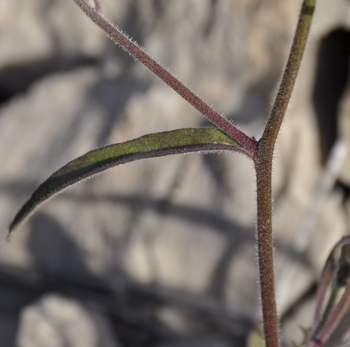 Image of Picris pauciflora specimen.