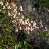 Linnaea borealis