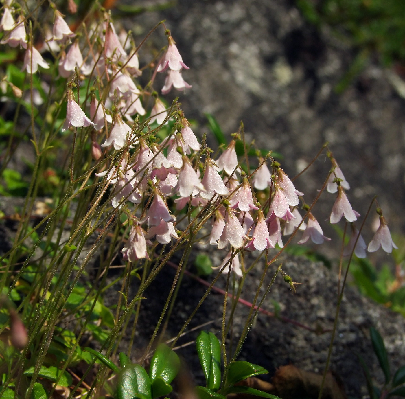 Image of Linnaea borealis specimen.